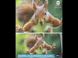 Read more about the article Squirrel attacks send at least 2 people to hospital in California town