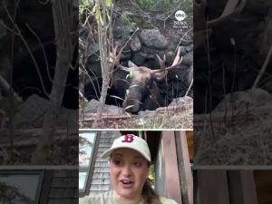 Read more about the article Moose rescued after getting stuck in abandoned well