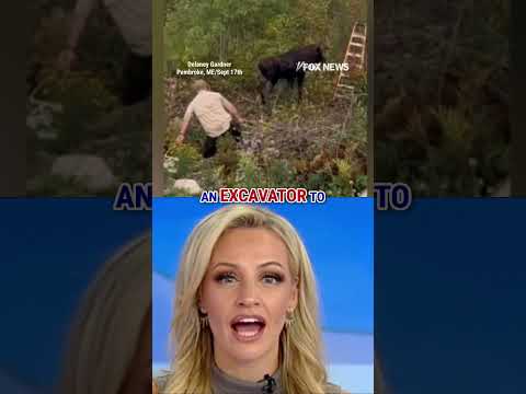 You are currently viewing WATCH: Farmers rescue bull moose trapped in well