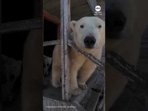 Read more about the article Polar bears take over abandoned Soviet research station