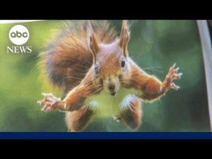 Read more about the article Squirrel attacks shock California as tiny rodent sends 2 to hospital