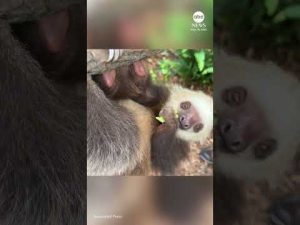 Read more about the article Golden lion tamarins and sloths become unlikely roommates at Florida zoo