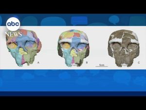 Read more about the article Ancient skull could rewrite human history