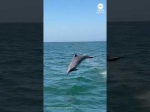 Read more about the article Dolphin nearly collides with whale-watching tour boat