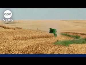 Read more about the article Nebraska soybean farmers on America’s trade war: ‘We are losing money’