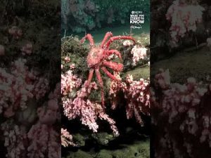 Read more about the article Scientists discover thriving coral reefs off the coast of Uruguay