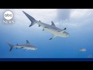 Read more about the article 8-year-old boy airlifted to hospital after shark attack off Florida Keys