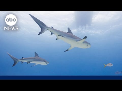 You are currently viewing 8-year-old boy airlifted to hospital after shark attack off Florida Keys