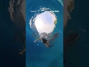 Read more about the article WATCH: Whale shark nearly SWALLOWS snorkeler in the Philippines #shorts
