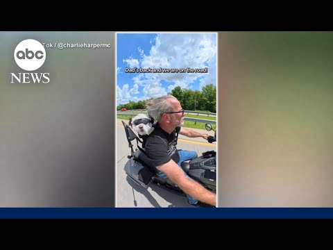 You are currently viewing Rescue dogs go from being close to death to getting the ultimate ride