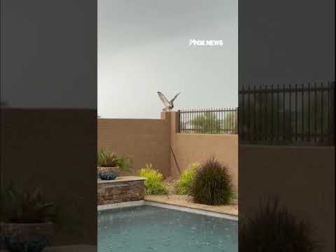 Read more about the article OWL BE DARNED: Owl spreads its wings during rainstorm #shorts #usa #animals #cute #animal