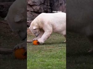 Read more about the article PUMPKIN PARTY: Polar bears enjoy Halloween-themed snack #halloween #shorts #usa #cute #animals