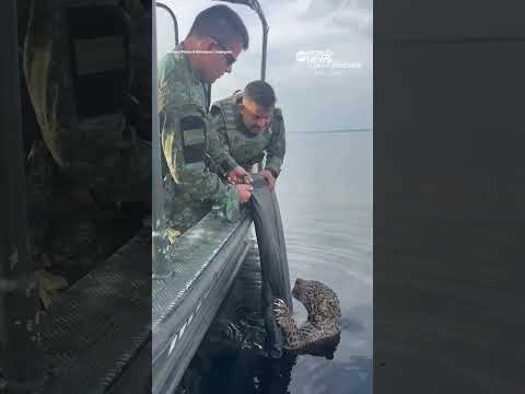 Read more about the article Wounded jaguar in Brazil rescued by authorities