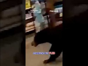 Read more about the article WATCH: Bear cub strolls through AZ grocery store #shorts #bearcub #animals #viral #foxnews #us
