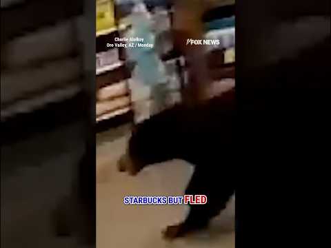 You are currently viewing WATCH: Bear cub strolls through AZ grocery store #shorts #bearcub #animals #viral #foxnews #us