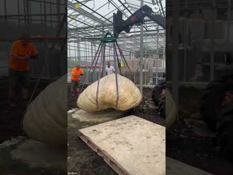 Read more about the article Twins break record for heaviest, longest pumpkin