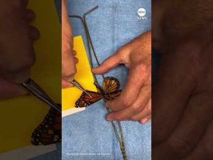 Read more about the article Monarch butterfly gets wing transplant, continues migration