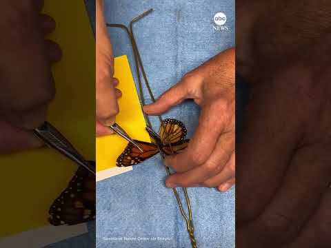 Read more about the article Monarch butterfly gets wing transplant, continues migration