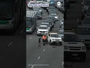 Read more about the article Family of ducks stops traffic on Australia highway