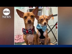 Read more about the article Student saves dogs by sewing bowties, raising more than $500K