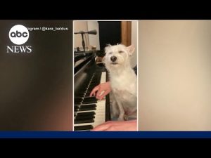 Read more about the article Dog goes viral for his love of mom’s music