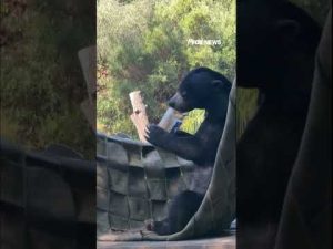 Read more about the article FINGER-LICKIN’ GOOD: Bear licks peanut butter jar clean #shorts #cute #animals #animal #cuteanimals