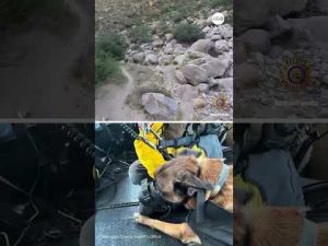 Read more about the article ‘Brave pup’ airlifted to safety after getting injured on hike