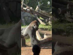 Read more about the article Gorilla smashes glass at San Diego Zoo