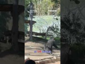Read more about the article WATCH: Gorilla CRACKS GLASS at San Diego zoo #shorts #zoo #gorilla #foxnews #news #sandiego #animal