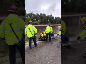 Read more about the article HEROIC RESPONSE: Dog trapped by floodwaters saved thanks to quick action #fox #us #news