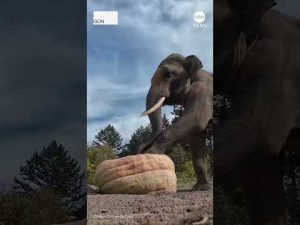 Read more about the article Zoo animals get into the Halloween spirit with pumpkin fun