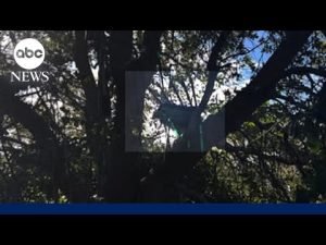 Read more about the article Hunting stand discovered near Air Force One