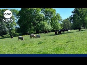 Read more about the article Trump-supporting ranchers criticize his plan to import Argentine beef