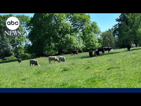 You are currently viewing Trump-supporting ranchers criticize his plan to import Argentine beef