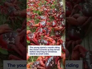 Read more about the article Millions of red crabs migrate across Australia’s Christmas island