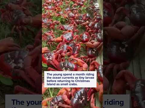 You are currently viewing Millions of red crabs migrate across Australia’s Christmas island