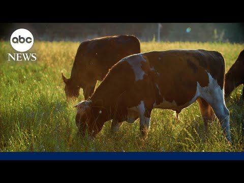 You are currently viewing Head of cattlemen’s trade group on Trump’s plan to import Argentinian beef