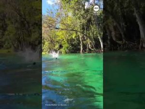 Read more about the article Feral monkeys cannonball into water in Florida