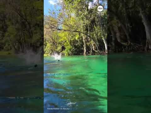 You are currently viewing Feral monkeys cannonball into water in Florida