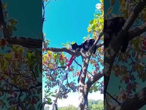 Read more about the article Expert Ohio climber rescues cat stuck in tree after four days
