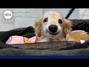Read more about the article Dog goes viral with resting smile caused by missing tooth