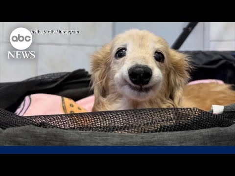 You are currently viewing Dog goes viral with resting smile caused by missing tooth