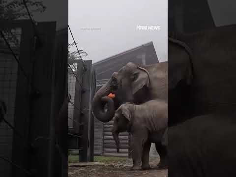You are currently viewing SPOOKY SEASON: Baby elephant’s pumpkin party gets cut short #shorts #cute #animal #usa #oregon