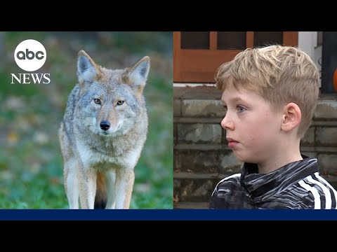 You are currently viewing Coyote attacks 9-year-old playing hide-and-seek in Oregon