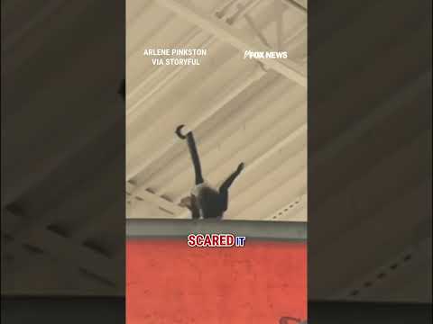 You are currently viewing TRICK OR CHIMP: Monkey gets loose inside Spirit Halloween #shorts