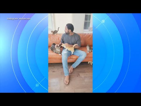 You are currently viewing Man fosters hundreds of cats and helps over 300 get adopted