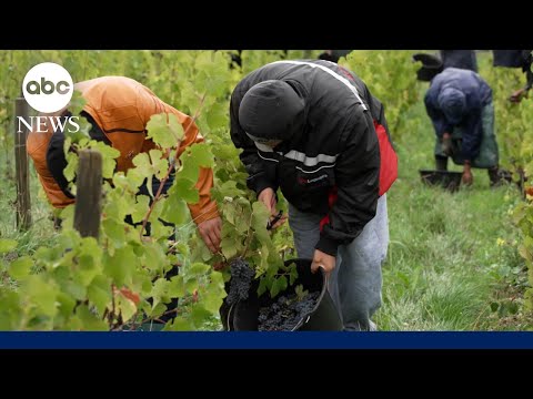 You are currently viewing Pay up: The Impact of tariffs on French wine