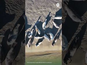 Read more about the article Seals bask in sun as they settle into winter home