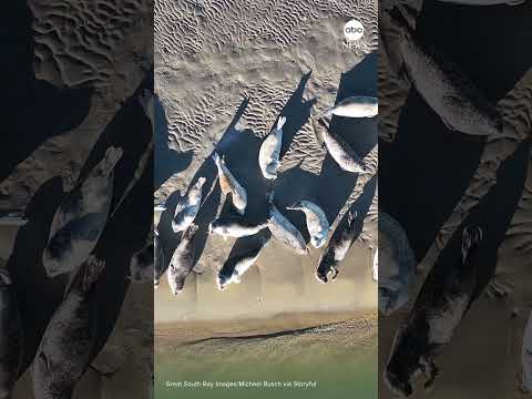 You are currently viewing Seals bask in sun as they settle into winter home