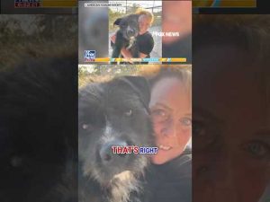 Read more about the article Therapy dog honored for comforting Covenant School students after shooting #foxnews #news #shorts